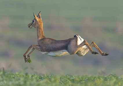من الطبيعة الفلسطينية الجميلة مع قرب حلول فصل الربيع- تصوير: محمد محاميد