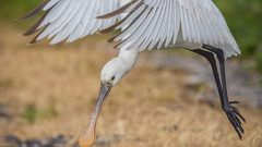 من الطبيعة الفلسطينية الجميلة مع قرب حلول فصل الربيع