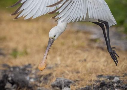 من الطبيعة الفلسطينية الجميلة مع قرب حلول فصل الربيع- تصوير: محمد محاميد