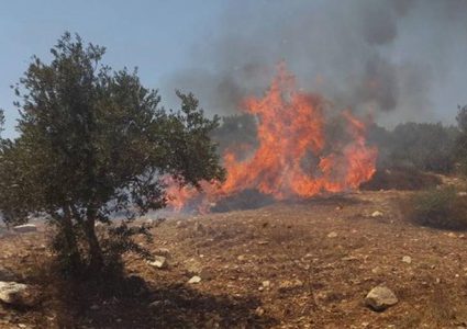 نابلس:مستوطنون يضرمون النار بأراضي زراعية في حوارة