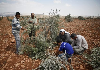 مستوطنون يقطعون أشجار زيتون من أراضي حوسان غرب بيت لحم