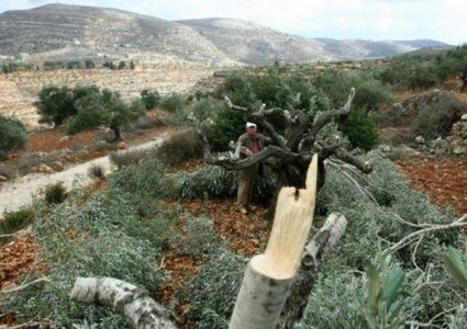 مستوطنون يقتلعون مئات أشتال الزيتون والكرمة جنوب بيت لحم