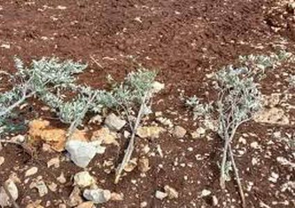 مستوطنون يقطعون أشتال زيتون جنوب بيت لحم
