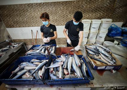 تحضير سمك "الرنجة" المدخن في غزة قبيل عيد الفطر