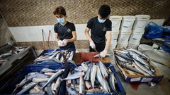 تحضير سمك "الرنجة" المدخن في غزة قبيل عيد الفطر