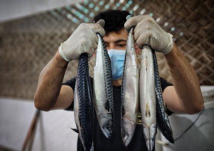 تحضير سمك "الرنجة" المدخن في غزة قبيل عيد الفطر