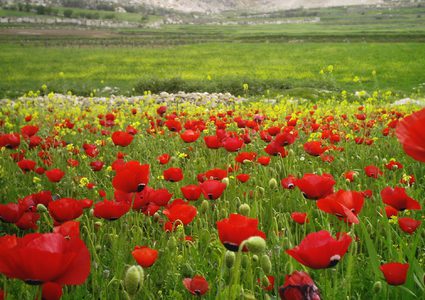 أجواء ربيعية معتدلة حتى يوم الاثنين