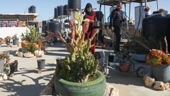 الزوجان الفلسطينيان سلامة وآلاء بدوان وسط أشجار الألوفيرا المزروعة على سطح منزلهما في قطاع غزة. ونجح الزوجان في إنتاج صابون طبي من شتلات الألوفيرا للمساعدة في توفير منتجات الصابون في القطاع بسبب منع إسرائيل دخول المكونات المطلوبة لصنعه وأهمها قوالب السيليكون (25 أبريل نيسان 2023)