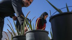 زوجان فلسطينيان ينجحان في إنتاج صابون طبي من شتلات الألوفيرا