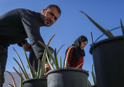 الزوجان الفلسطينيان سلامة وآلاء بدوان وسط أشجار الألوفيرا المزروعة على سطح منزلهما في قطاع غزة. ونجح الزوجان في إنتاج صابون طبي من شتلات الألوفيرا للمساعدة في توفير منتجات الصابون في القطاع بسبب منع إسرائيل دخول المكونات المطلوبة لصنعه وأهمها قوالب السيليكون (25 أبريل نيسان 2023)