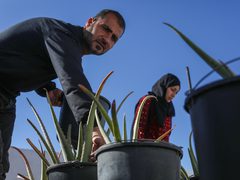 الزوجان الفلسطينيان سلامة وآلاء بدوان وسط أشجار الألوفيرا المزروعة على سطح منزلهما في قطاع غزة. ونجح الزوجان في إنتاج صابون طبي من شتلات الألوفيرا للمساعدة في توفير منتجات الصابون في القطاع بسبب منع إسرائيل دخول المكونات المطلوبة لصنعه وأهمها قوالب السيليكون (25 أبريل نيسان 2023)