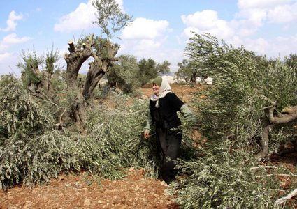 مستوطنون يقطعون 160 شجرة زيتون معمرة في قريوت جنوب نابلس