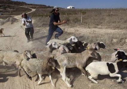 مستوطنون يلاحقون رعاة أغنام في الأغوار الشمالية