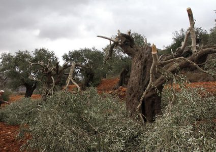 اصابات وتكسير لأشجار الزيتون  في قرية المغير