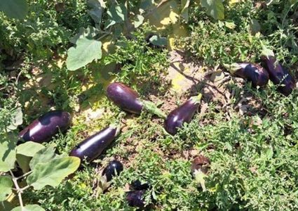 15 مليون دولار خسائر المزارعين بسبب حصار الاحتلال على أريحا