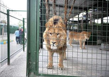 وفاة طفل تعرض لعضة أسد في غزة