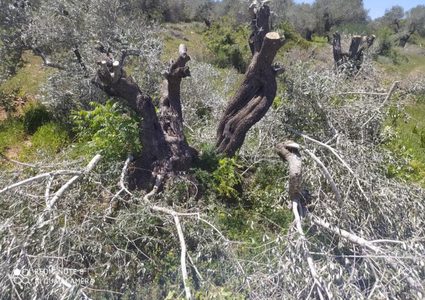 مستوطنون يقتلعون 750 شتلة زيتون من أرضي برقة غرب نابلس