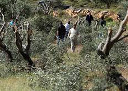 مستوطنون يقتلعون ويكسرون 258 غرسة زيتون غرب سلفيت