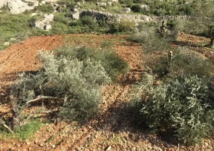الخليل:الاحتلال يقتلع ما يزيد على 600 شجرة زيتون في جبل الهردش