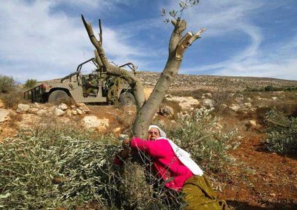 مستوطنون يقطعون 25 شجرة زيتون ولوزيات غرب بيت لحم