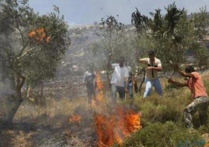 احتراق مساحات من المراعي جراء تدريبات الاحتلال في الأغوار الشمالية