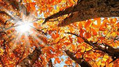 الأمم المتحدة ترجح أن تكون الفترة بين 2023 و2027 الأكثر دفئًا على الإطلاق