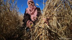 مزارعو الحدود الشرقية لخان يونس يحصدون القمح والشعير بعد هدوء واستقرار الأوضاع