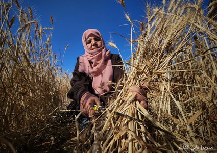 مزارعو الحدود الشرقية لخان يونس يحصدون القمح والشعير بعد هدوء واستقرار الأوضاع