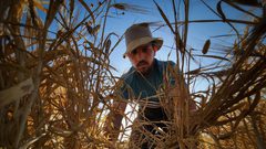 مزارعو الحدود الشرقية لخان يونس يحصدون القمح والشعير بعد هدوء واستقرار الأوضاع