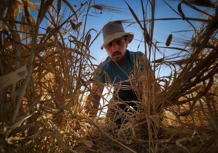 مزارعو الحدود الشرقية لخان يونس يحصدون القمح والشعير بعد هدوء واستقرار الأوضاع