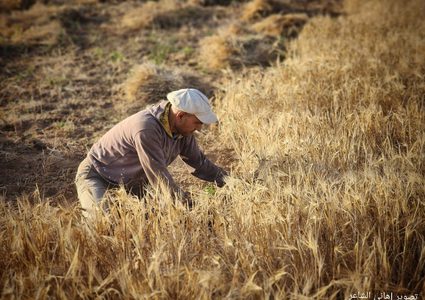 مزارعو الحدود الشرقية لخان يونس يحصدون القمح والشعير بعد هدوء واستقرار الأوضاع