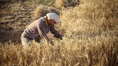 مزارعو الحدود الشرقية لخان يونس يحصدون القمح والشعير بعد هدوء واستقرار الأوضاع