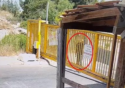 استشهاد شاب برصاص مستوطن في الخليل