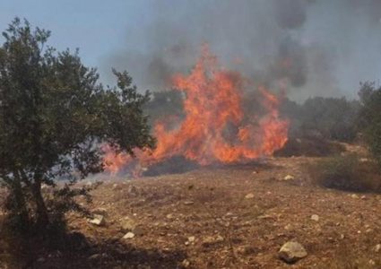 مستوطنون يحرقون أشجار نخيل في بلدة برقة شمال غرب نابلس