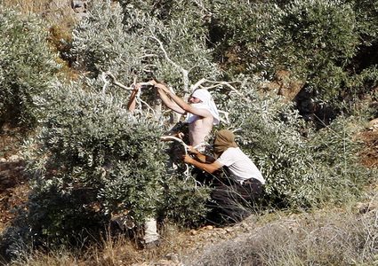 مستوطنون يقطعون عشرات الأشجار شمال الخليل