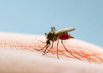من هم أكثر الناس جاذبية للبعوض؟