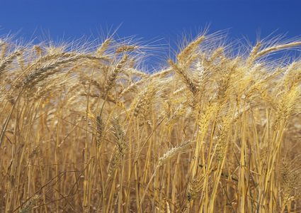 توقع تأثر محاصيل القمح بموجة حر شديدة