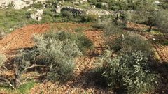 القدس: الاحتلال يقتلع 50 شجرة زيتون ويهدم جدارا استناديا في حزما
