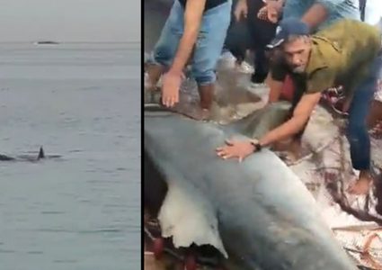 سمكة قرش تلتهم سائحا في مصر