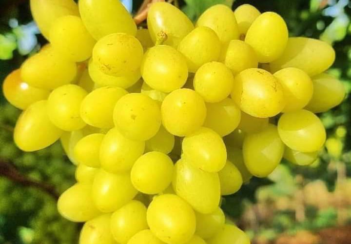 بدء موسم العنب في الأغوار الفلسطينية.

تصوير عماد دواس