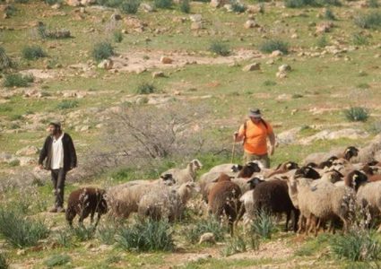 مستوطنون يرعون أغنامهم بأراضي المواطنين الزراعية بمسافر يطا