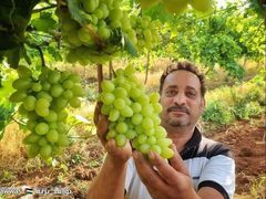 بدء موسم العنب في الأغوار الفلسطينية.

تصوير عماد دواس