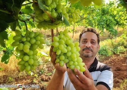 بدء موسم العنب في الأغوار الفلسطينية.

تصوير عماد دواس