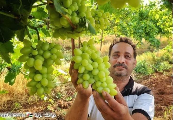 بدء موسم العنب في الأغوار الفلسطينية.

تصوير عماد دواس