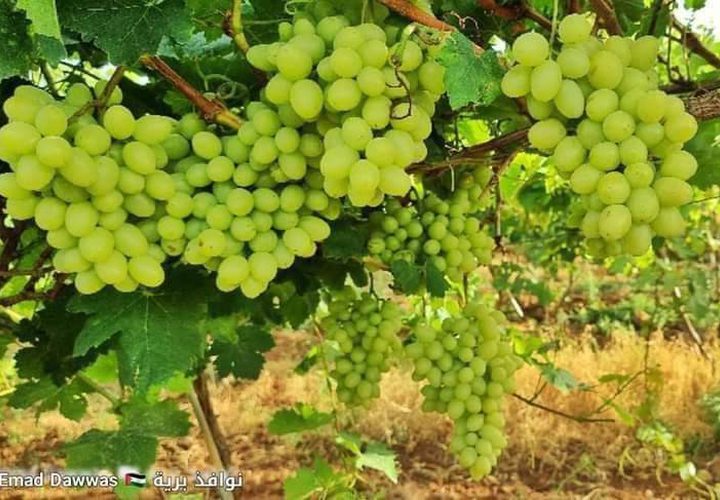 بدء موسم العنب في الأغوار الفلسطينية.

تصوير عماد دواس