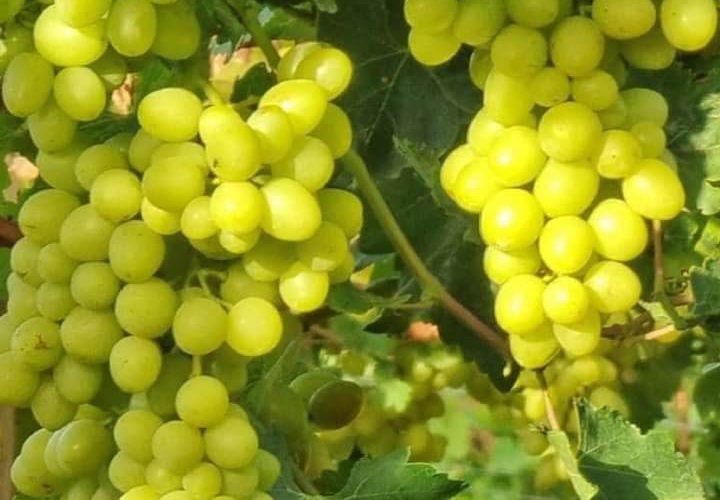 بدء موسم العنب في الأغوار الفلسطينية.

تصوير عماد دواس