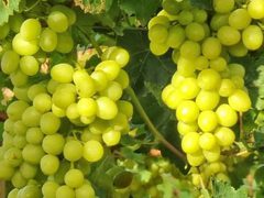 بدء موسم العنب في الأغوار الفلسطينية.

تصوير عماد دواس