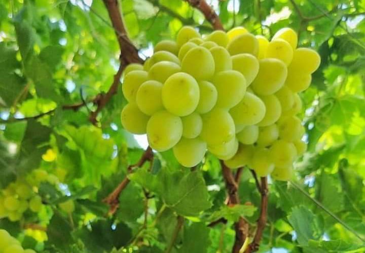 بدء موسم العنب في الأغوار الفلسطينية.

تصوير عماد دواس