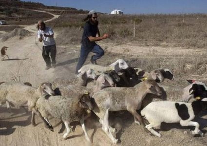 مستوطنون يهاجمون رعاة الأغنام في مسافر يطا جنوب الخليل
