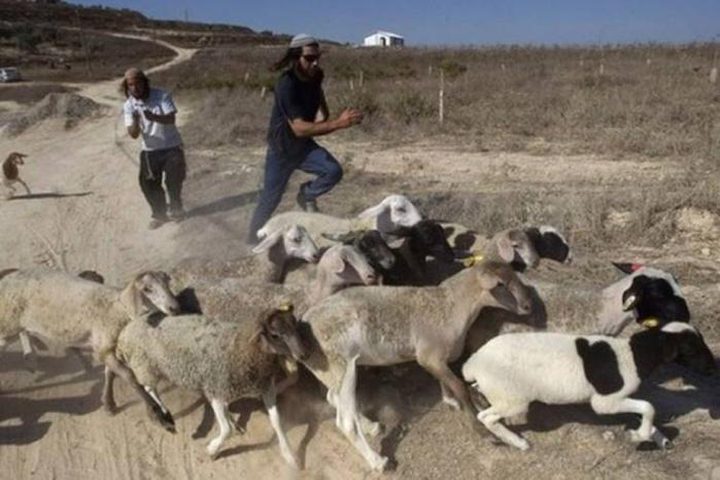 مستوطنون يهاجمون رعاة الأغنام في مسافر يطا جنوب الخليل